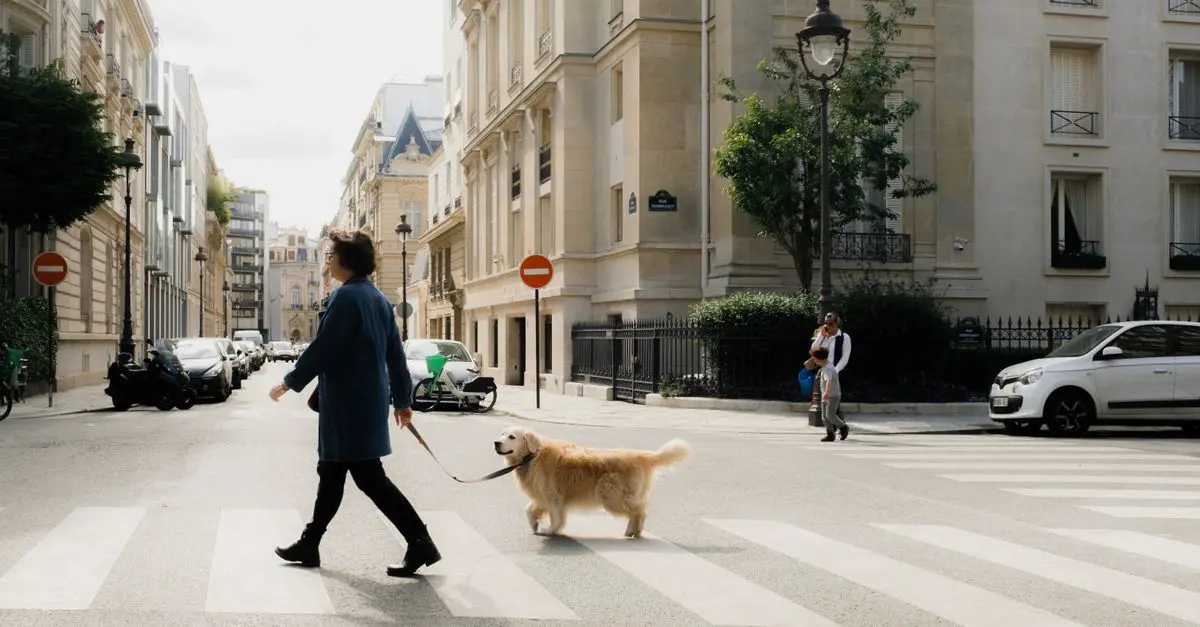 Guide d'achat : Vols dernière minute avec animaux